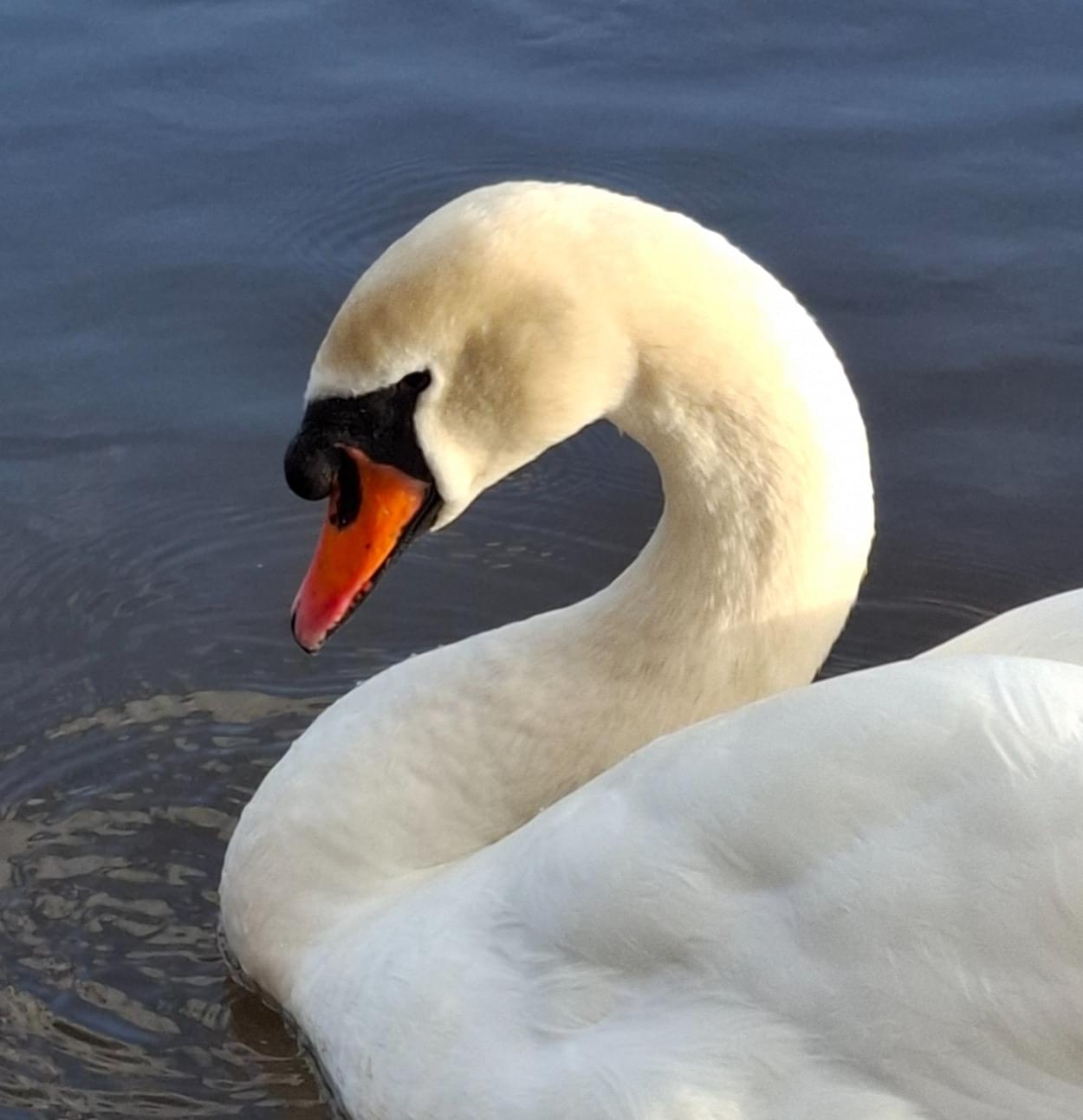 Swan - Cob