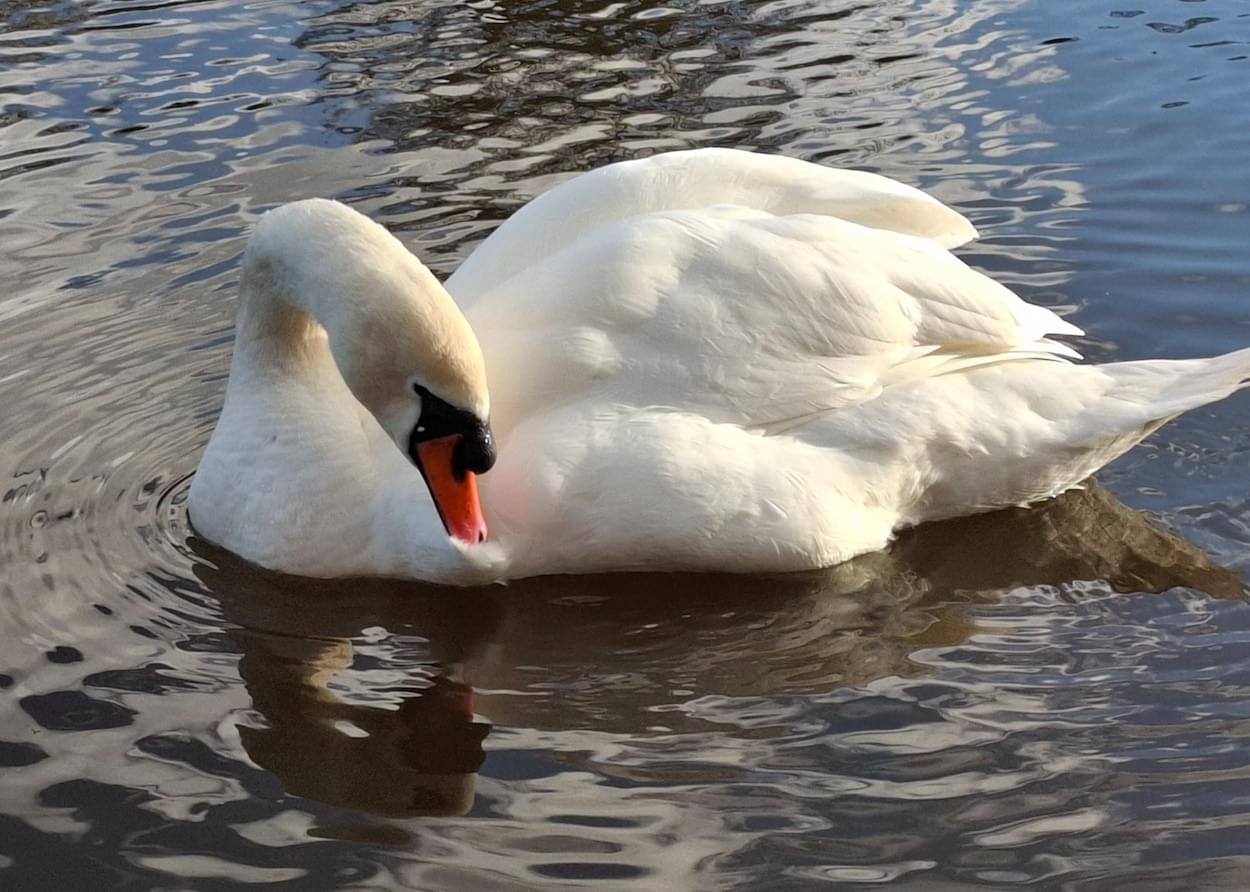 Swan - Cob preening