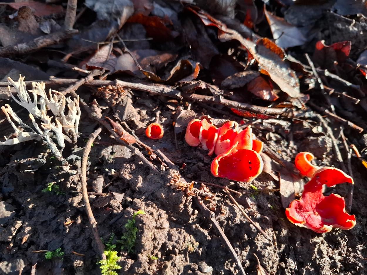 Scarlet Elf Cap Fungi