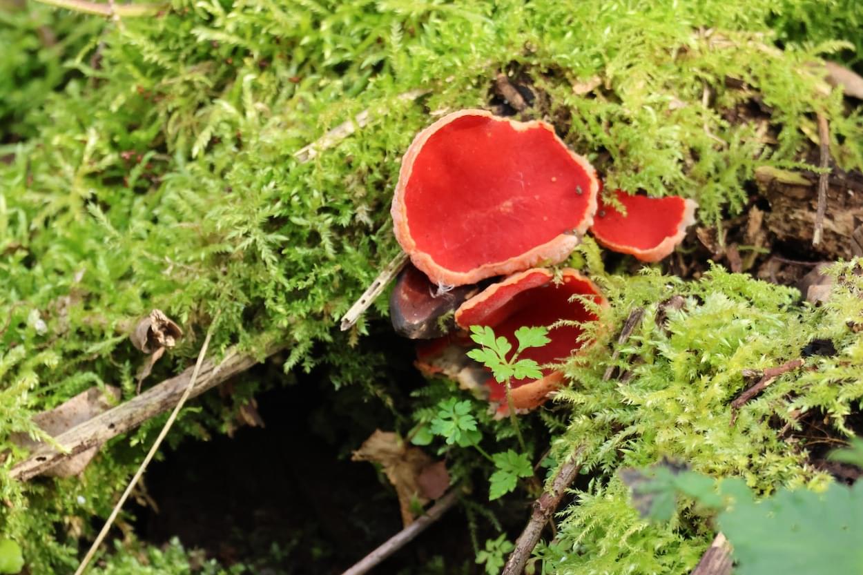 Scarlet Elf Cap Fungi