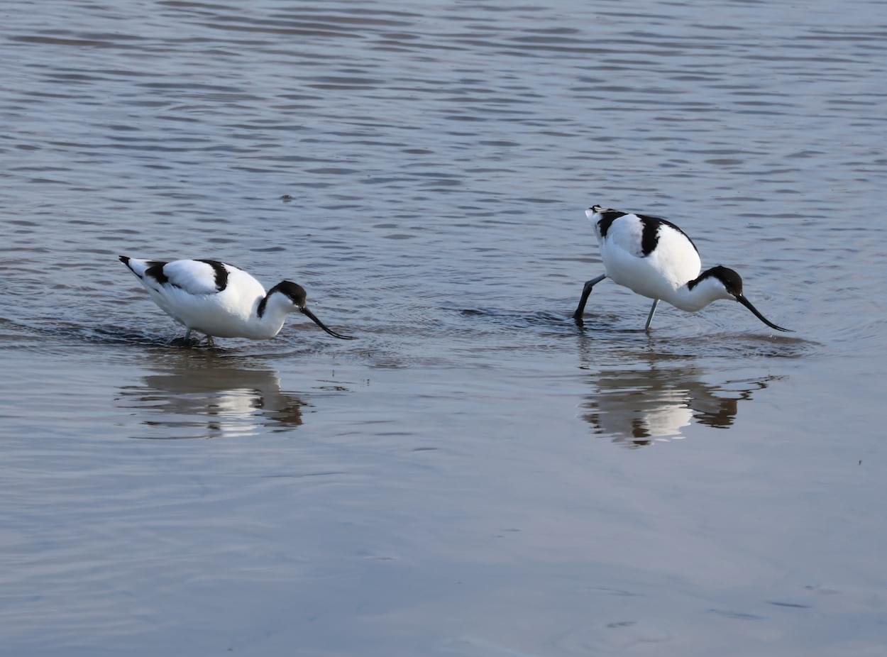 Pair of Avocet