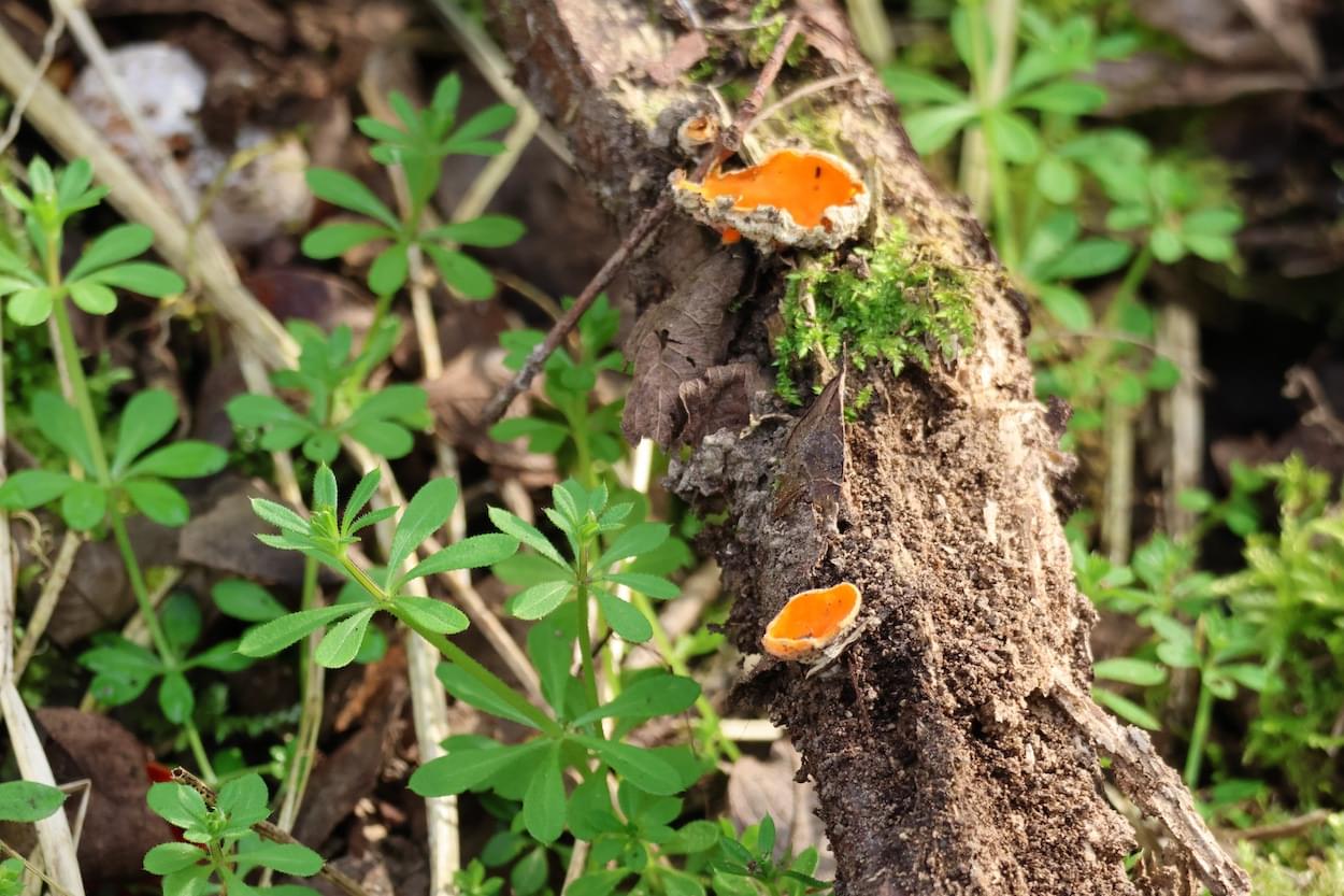 Orange Peel Fungi