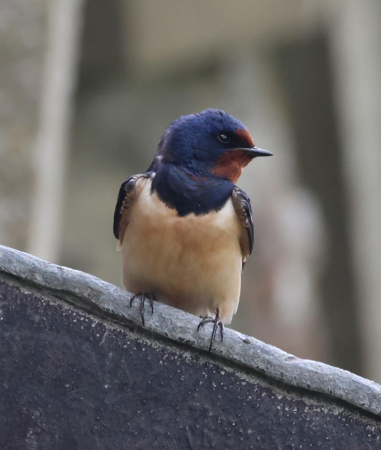 Swallow