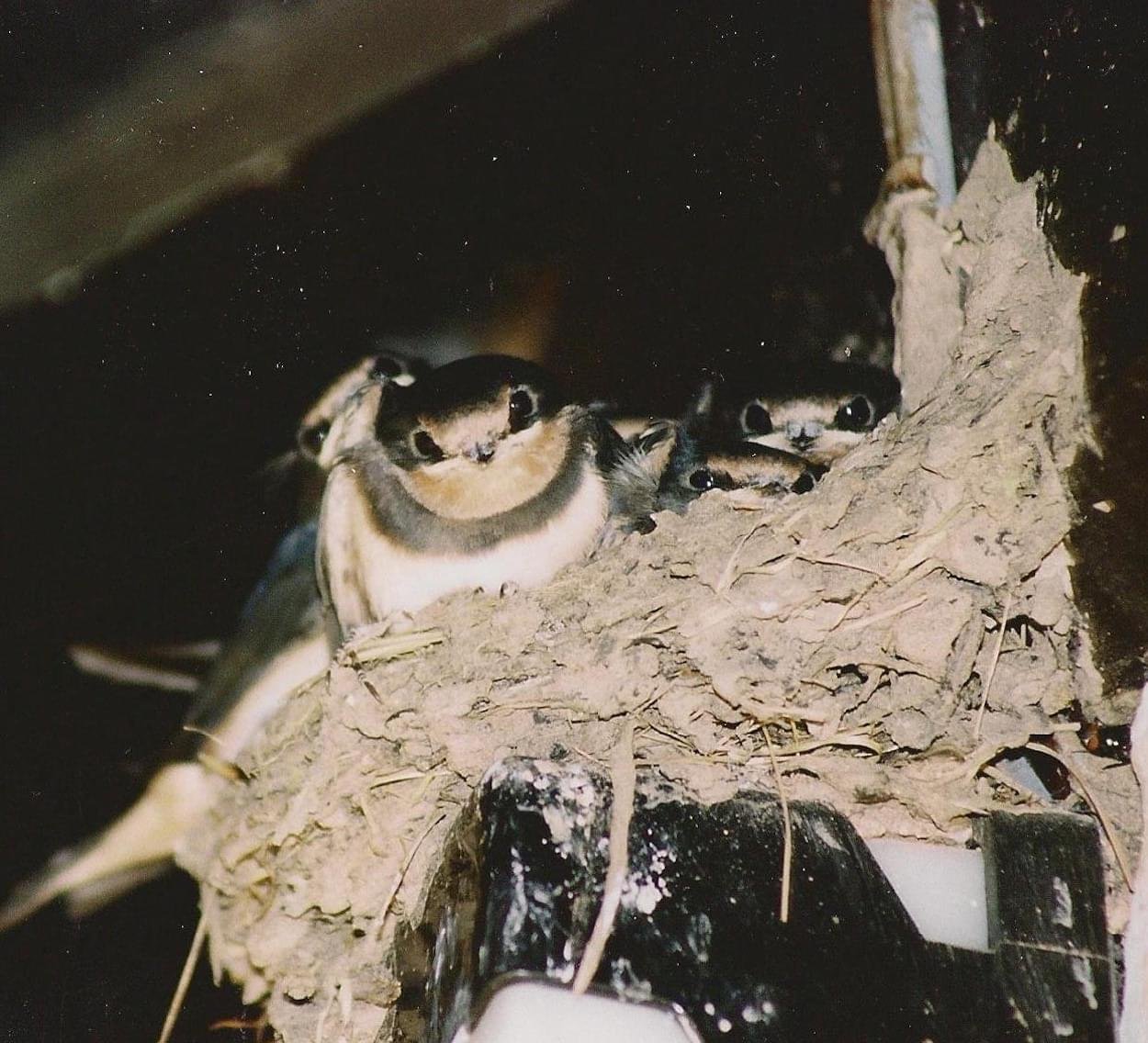 Baby Swallows at Christleton Primary School