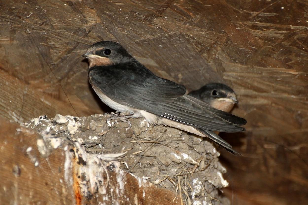 Baby Swallows in a Barn