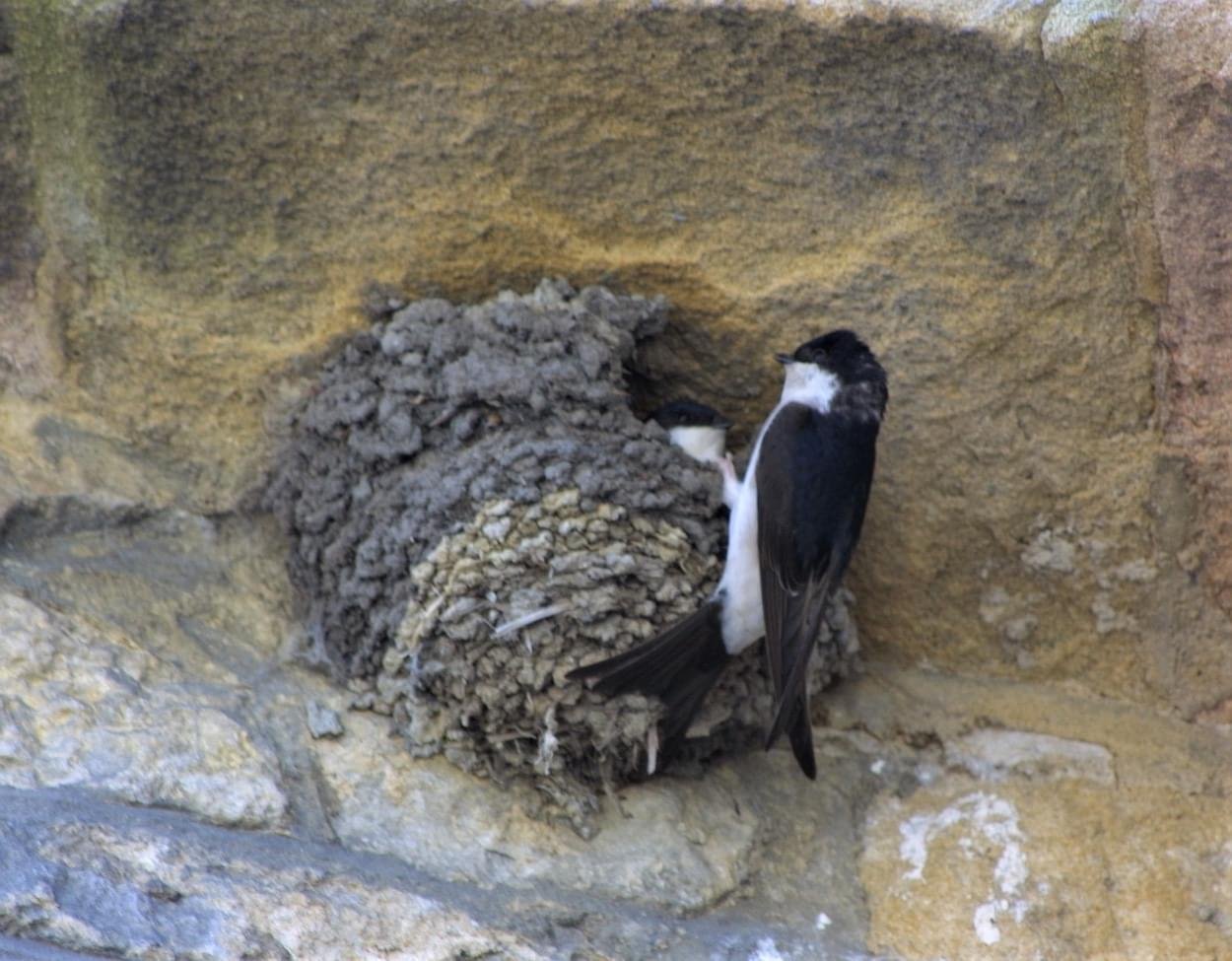 House Martin Nest