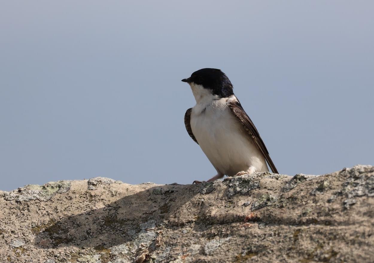 House Martin