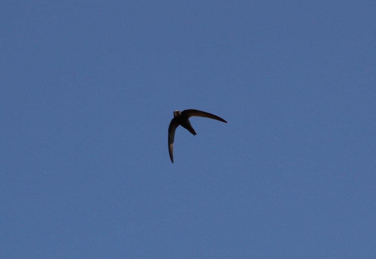 Swift in Flight