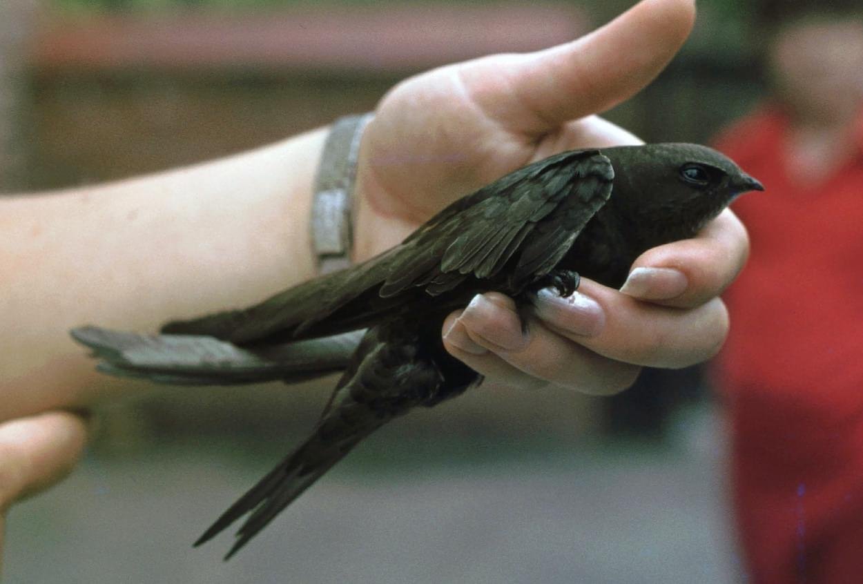 Swift caught in the hand