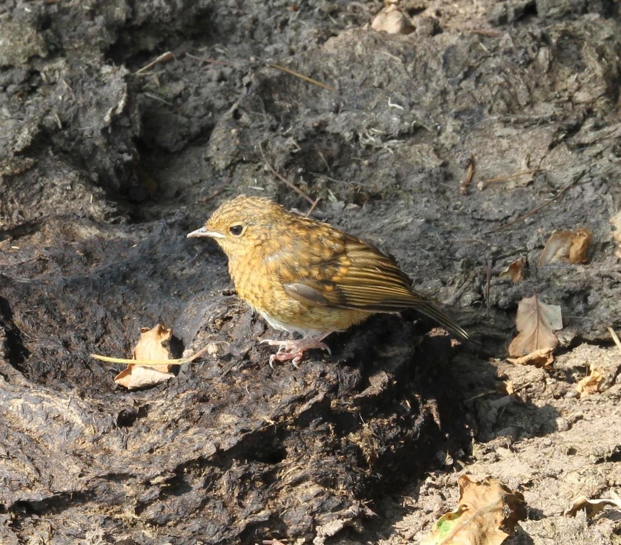 Baby Robin at Rowton