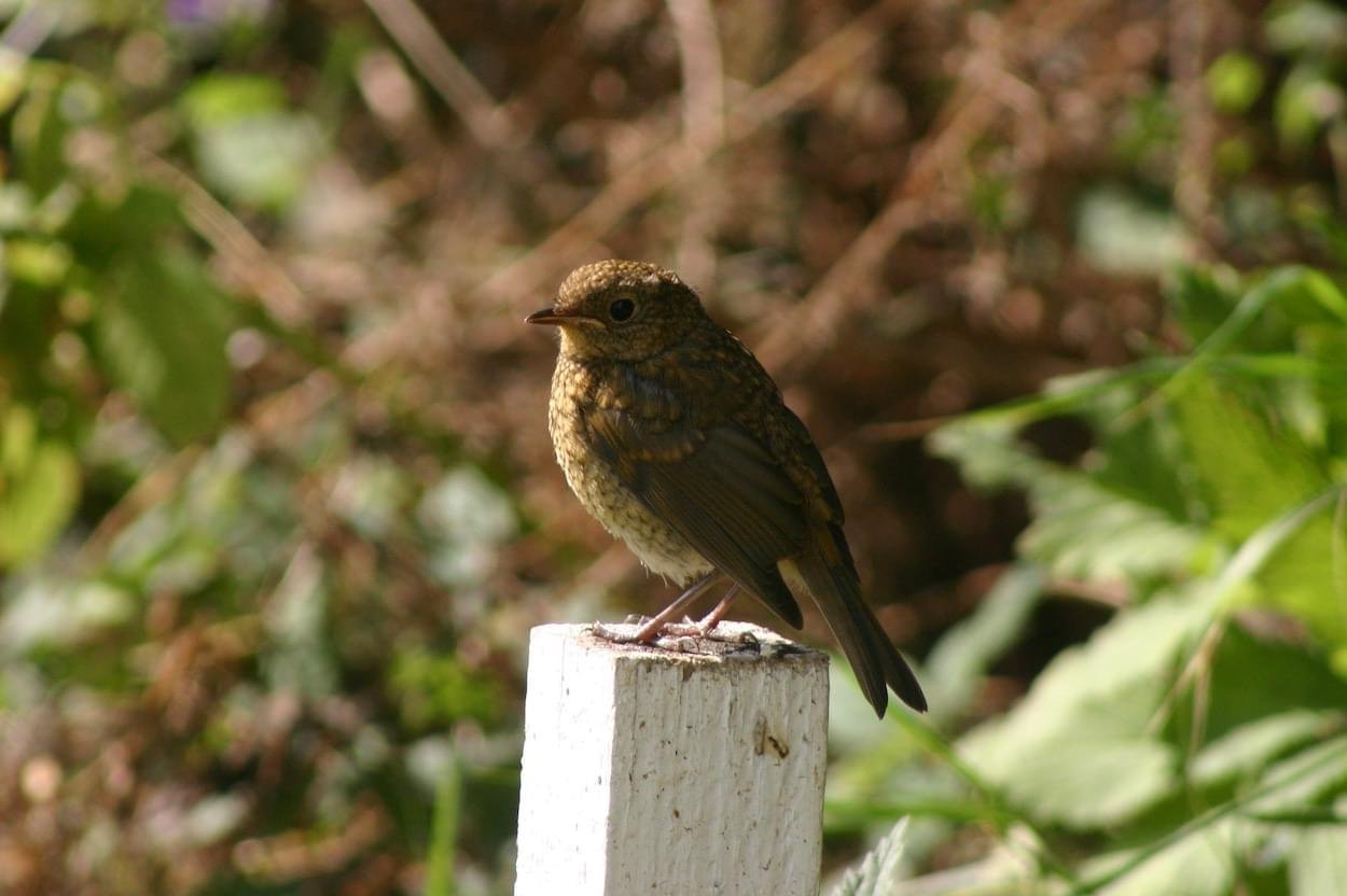 Baby Robin