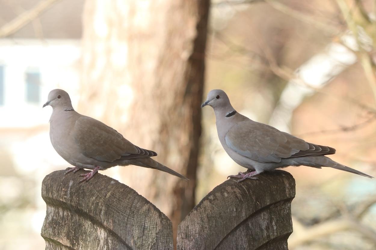 Pair of Collared Doves