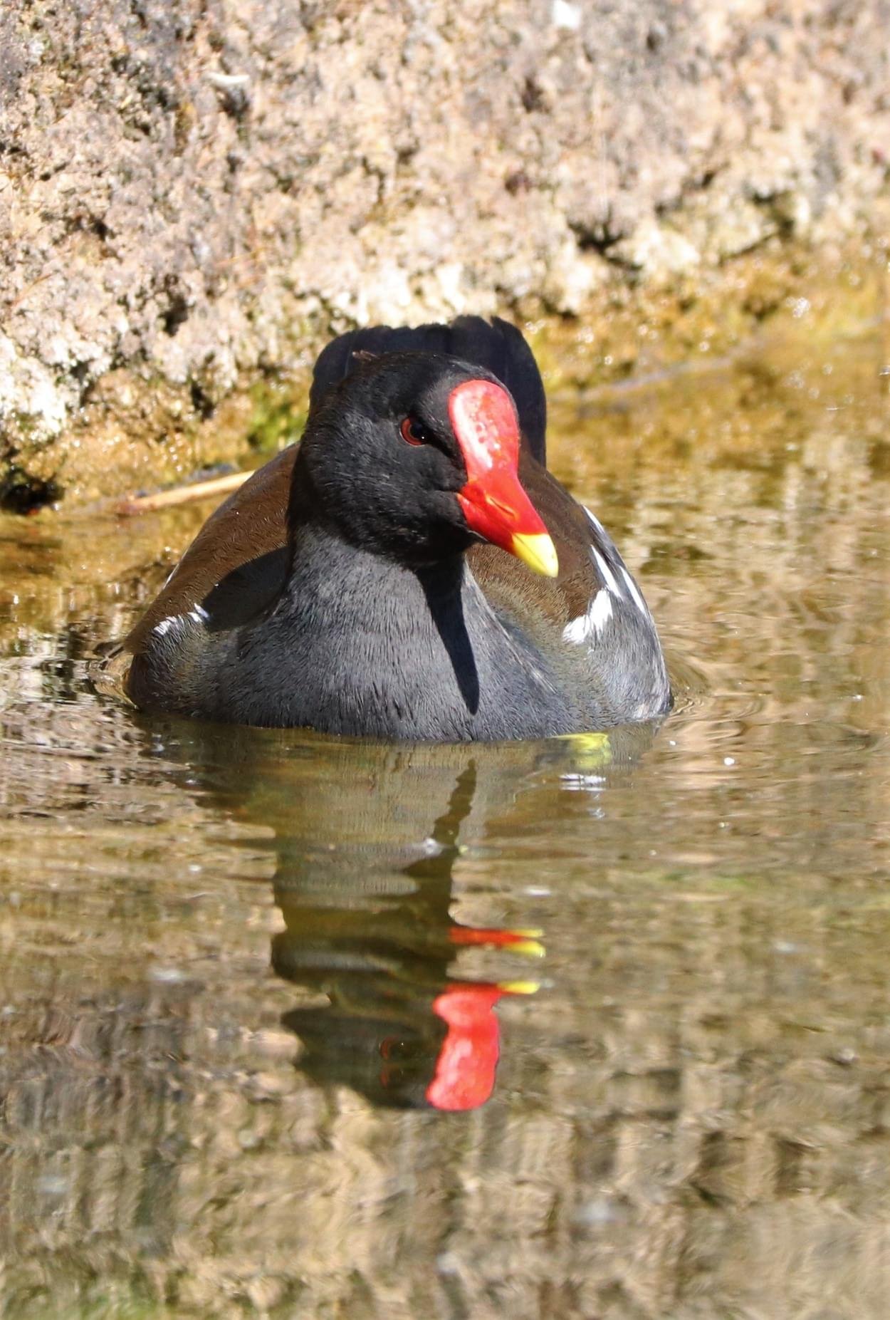 Moorhen