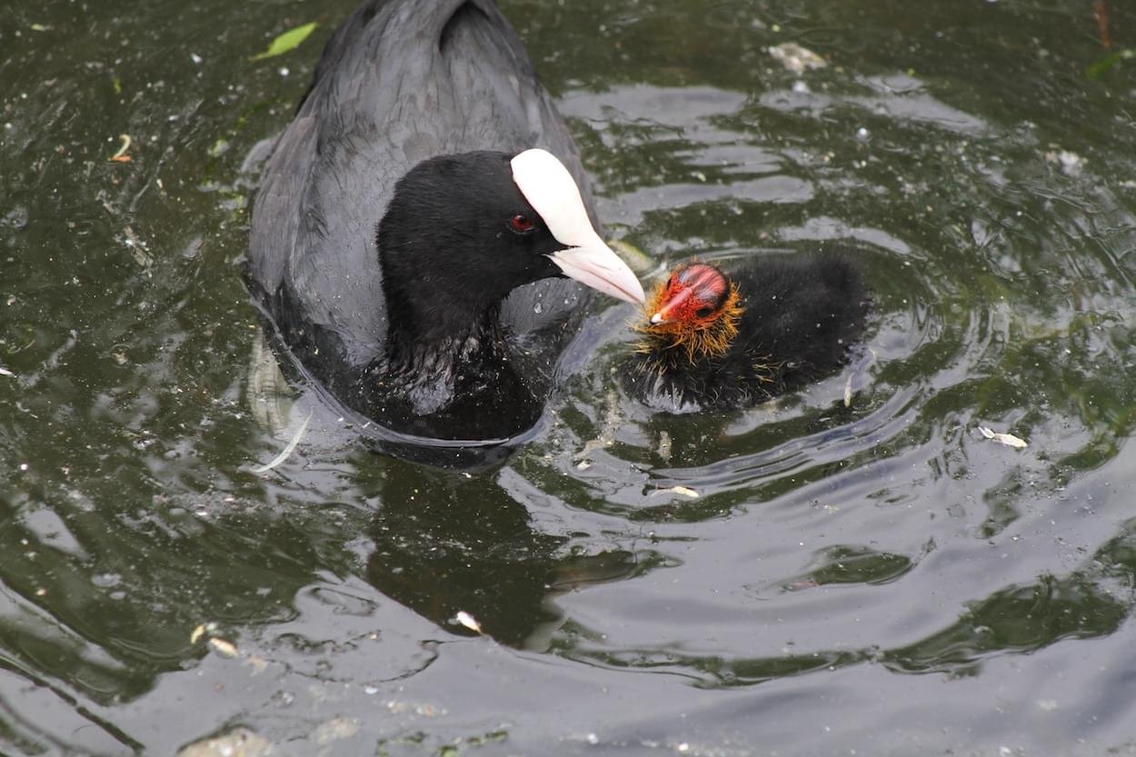 Coot and young