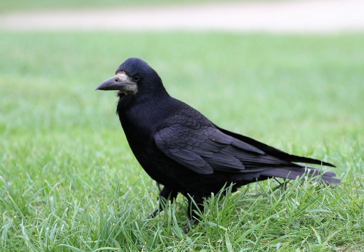 Rook