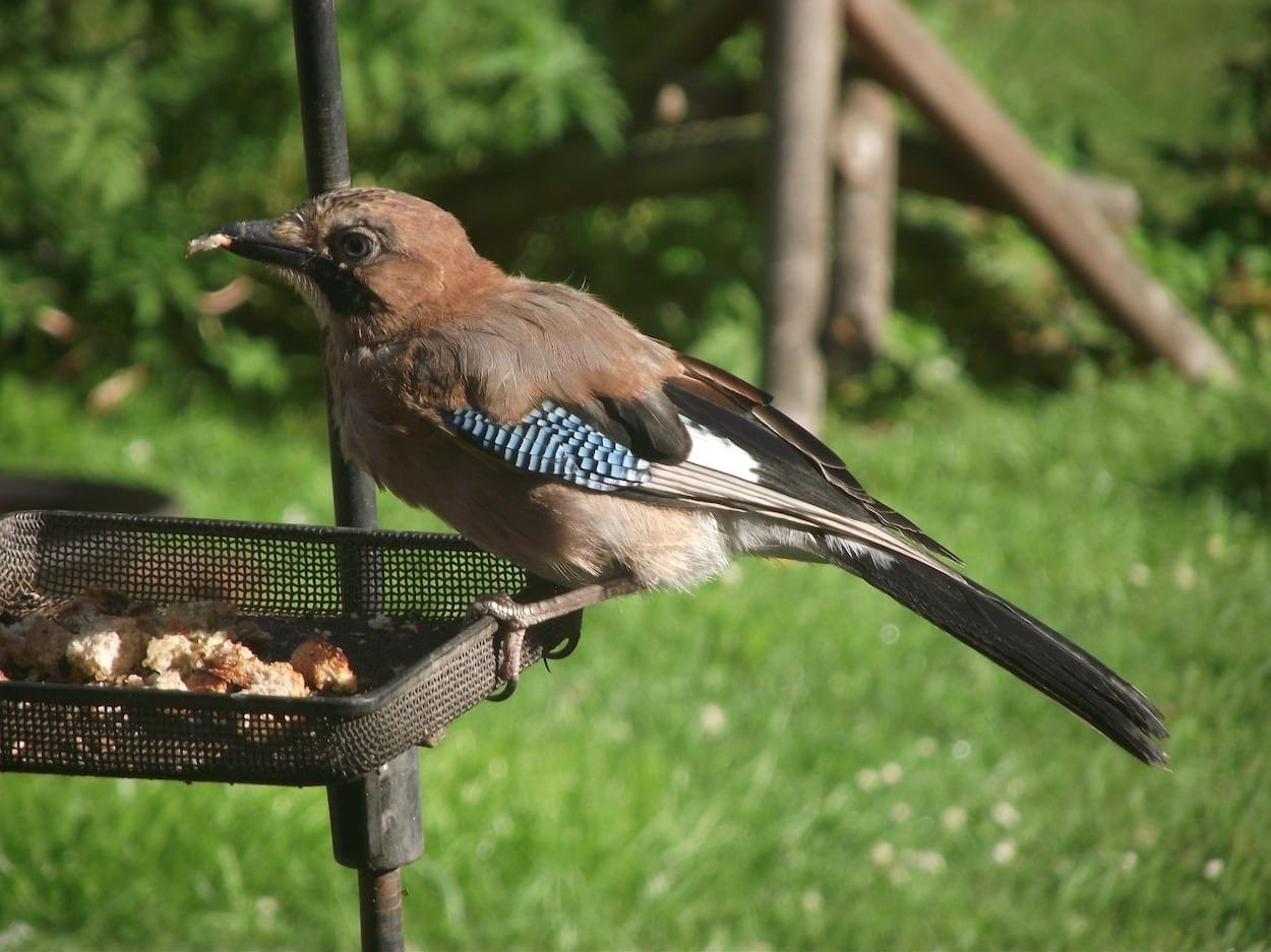 Jay