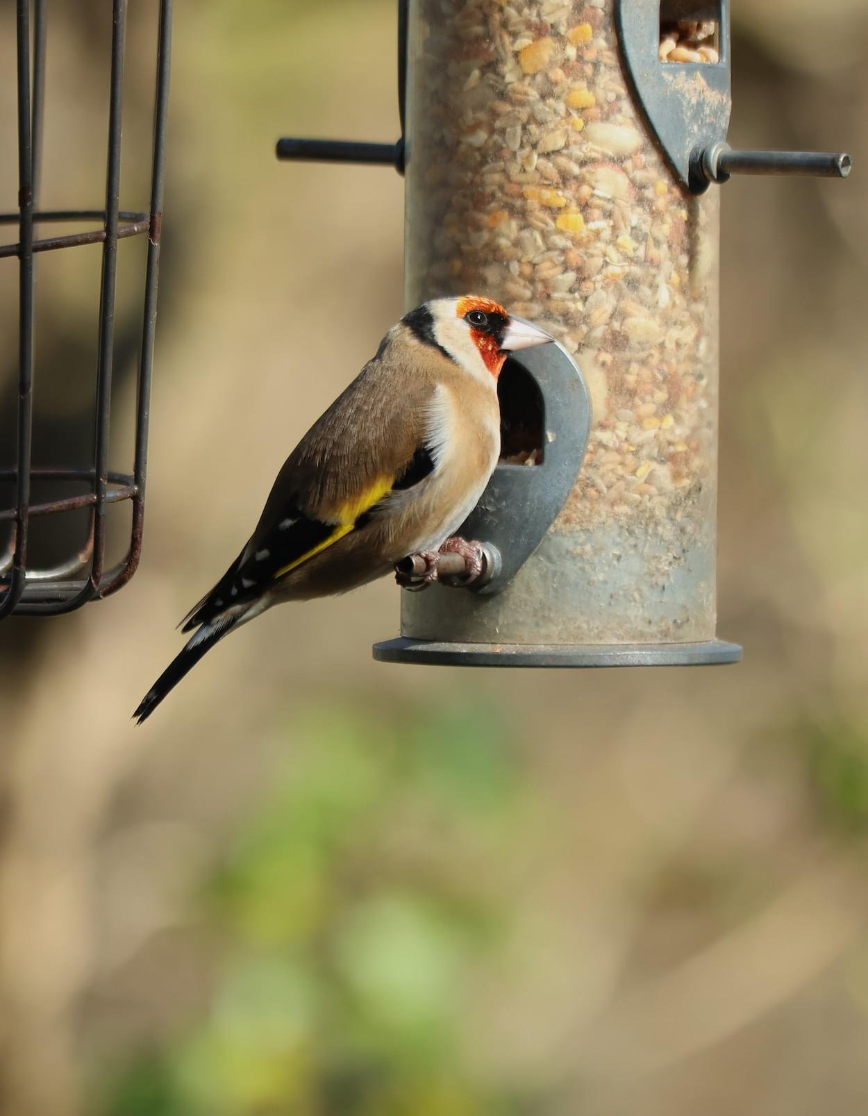 Goldfinch