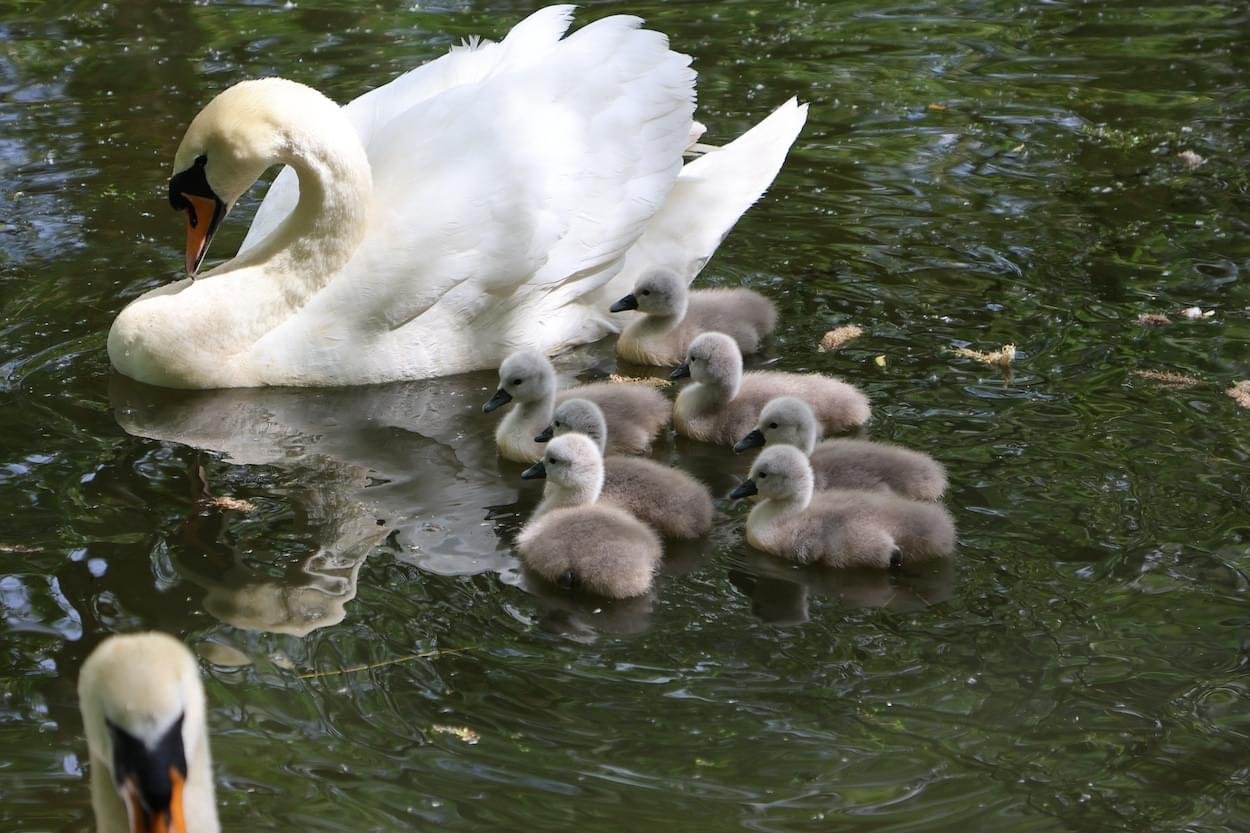 Walk Mill Swans