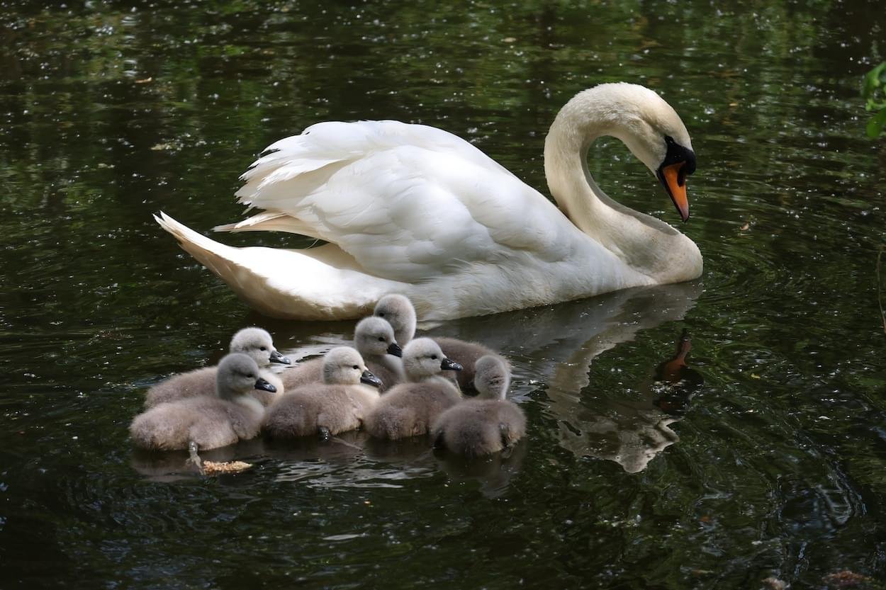 Swans ay Walk Mill