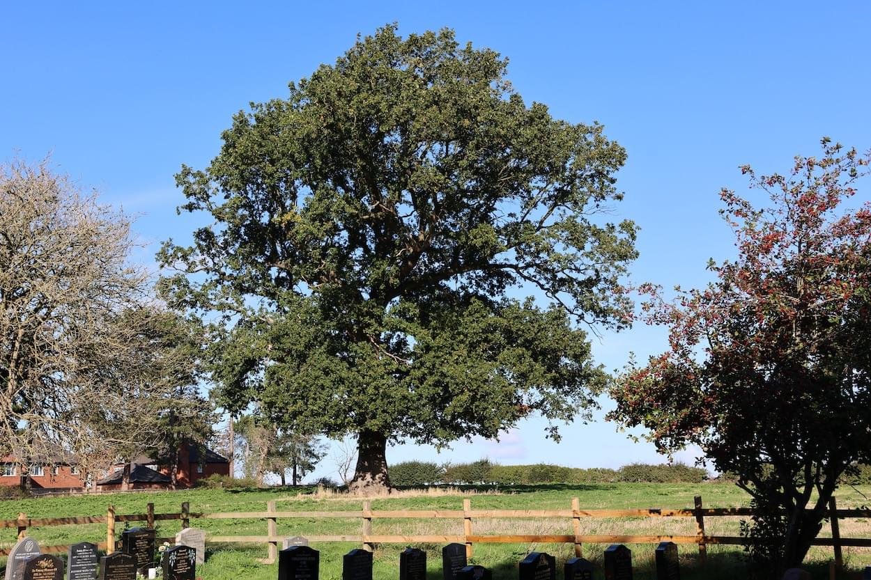 The Morris Oak, Christleton