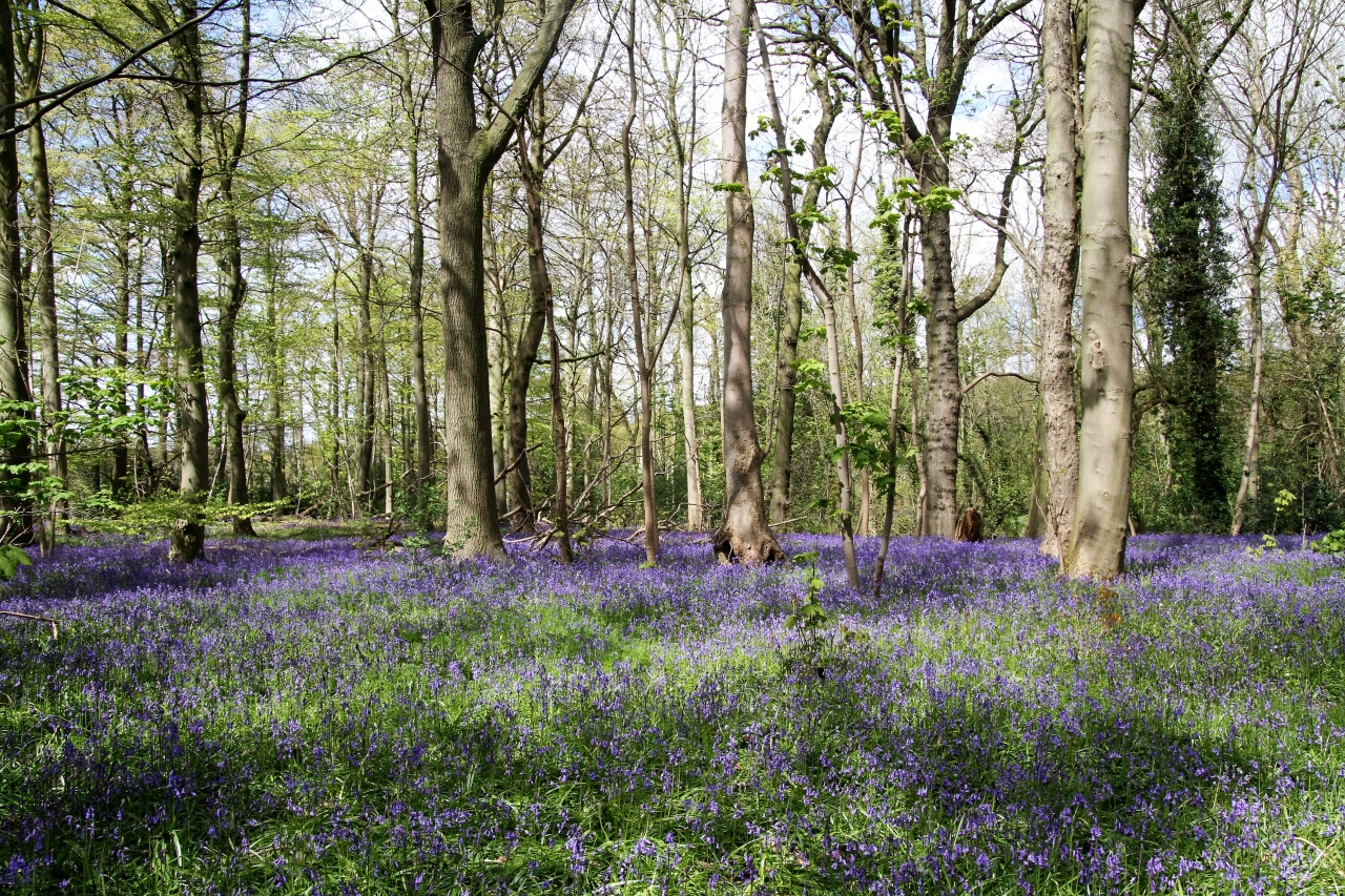 Blubells  Blubells