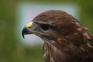 Buzzard