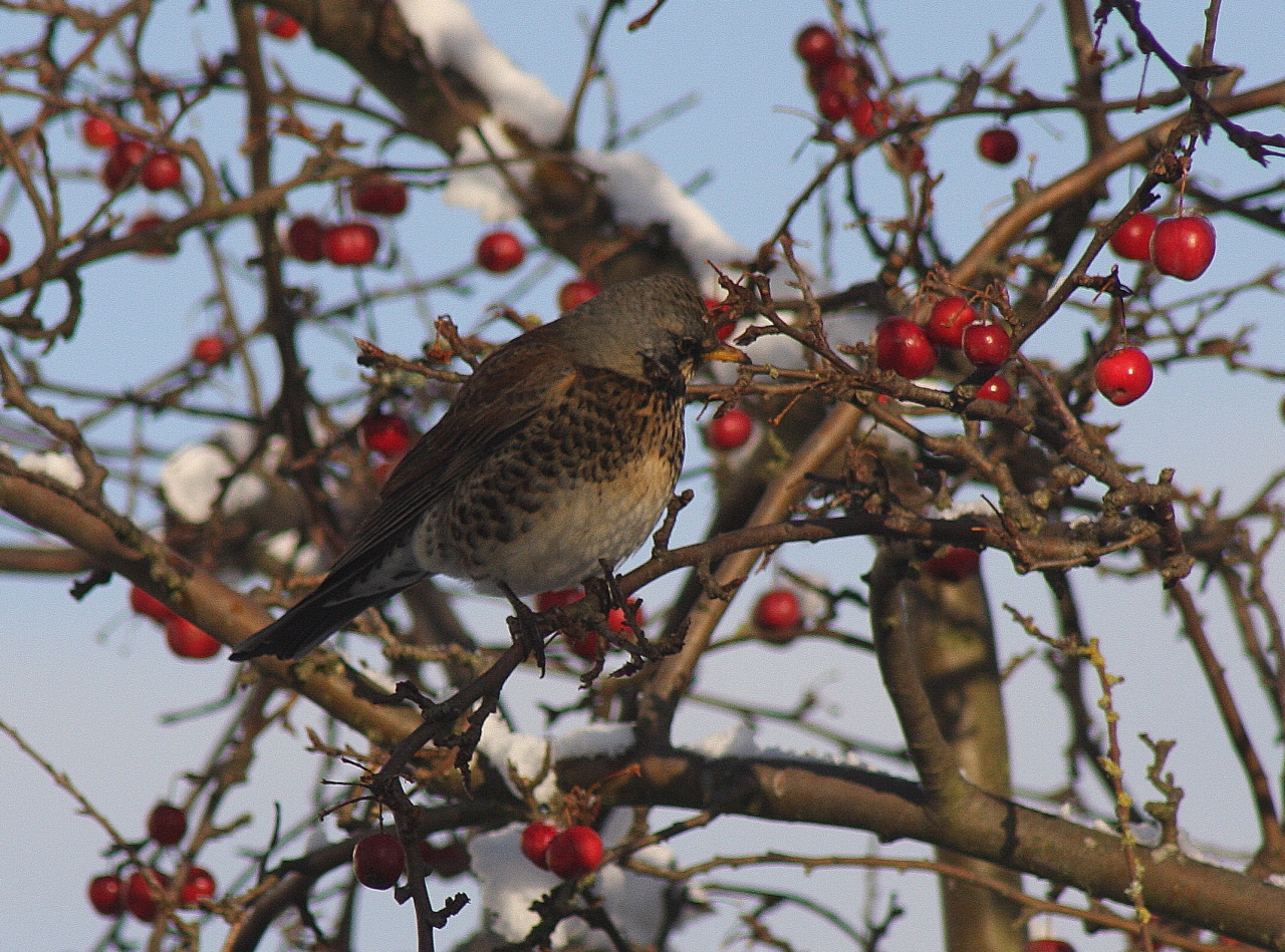 Fieldfare  Fieldfare