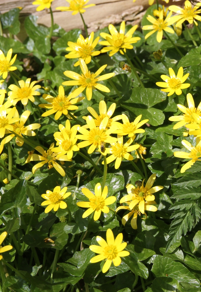 Celendine  Celendine