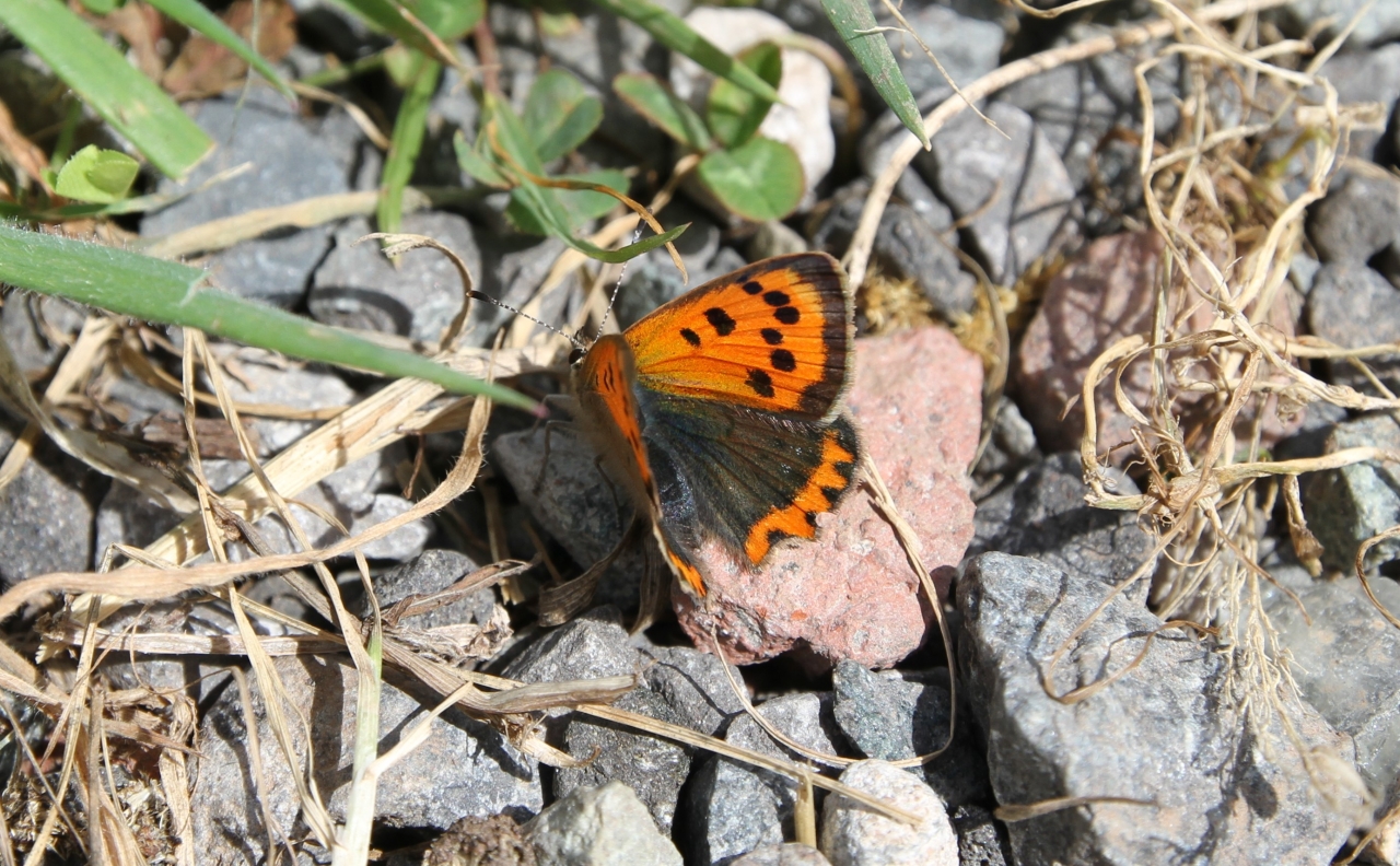 Small Copper  Small Copper
