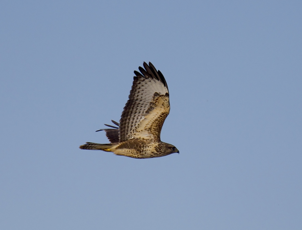 Buzzard