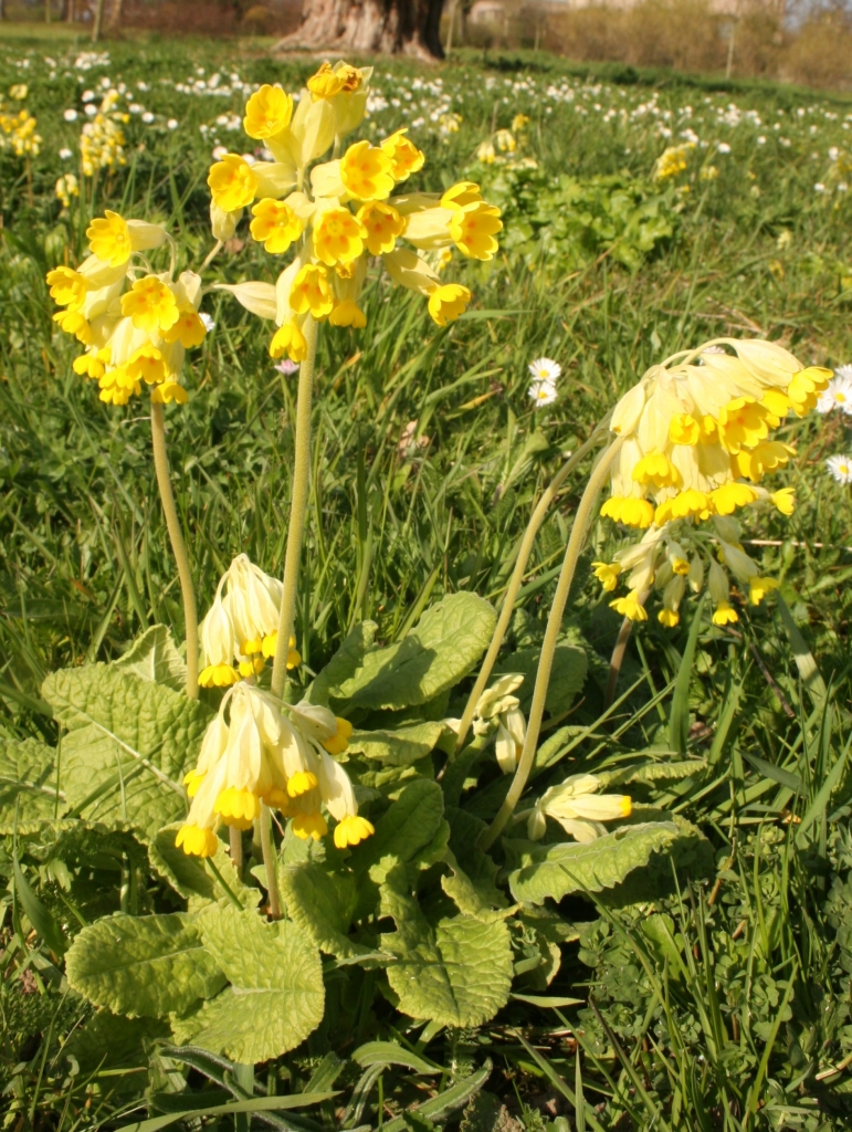 Cowslip  Cowslip