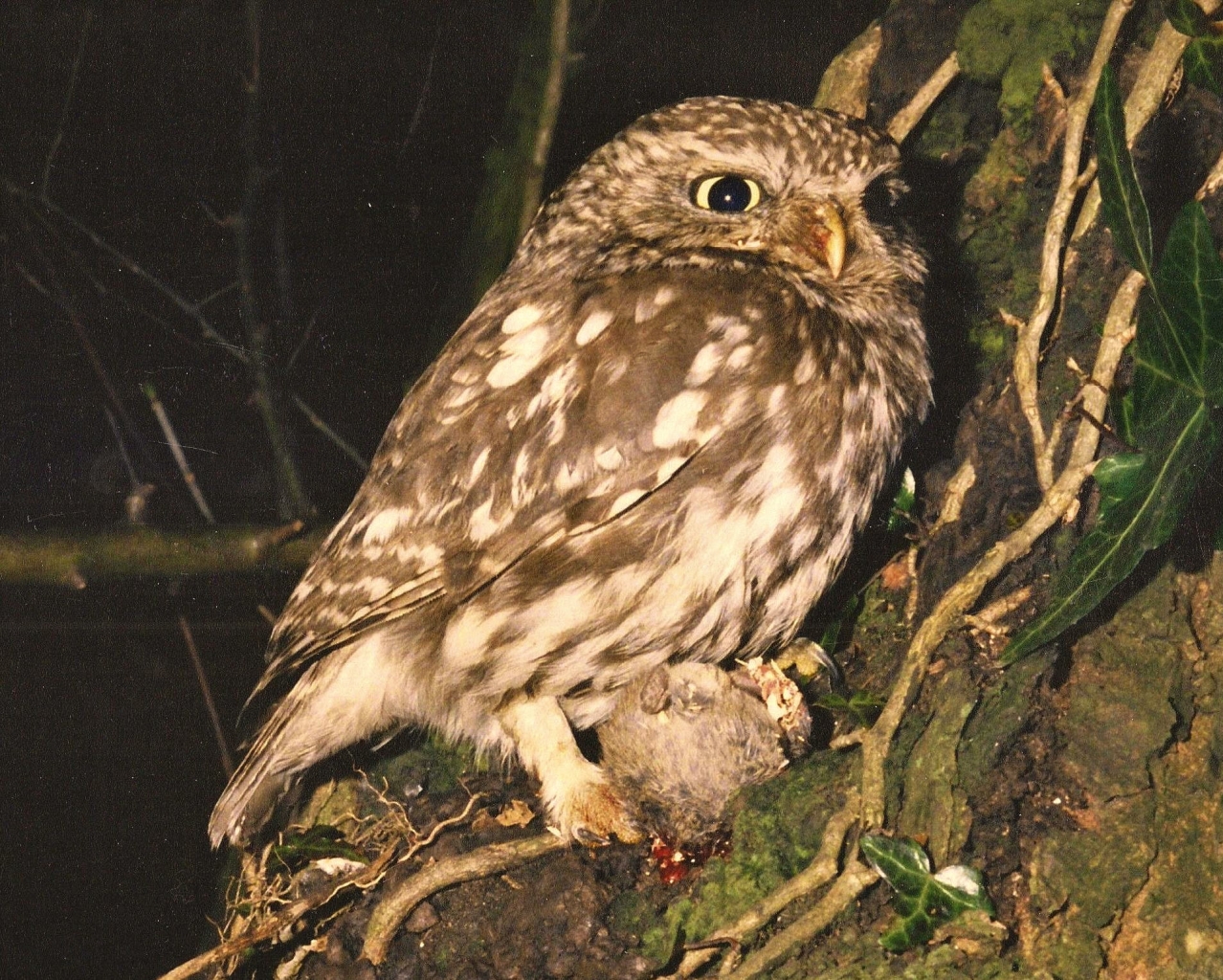 Little Owl  Little Owl