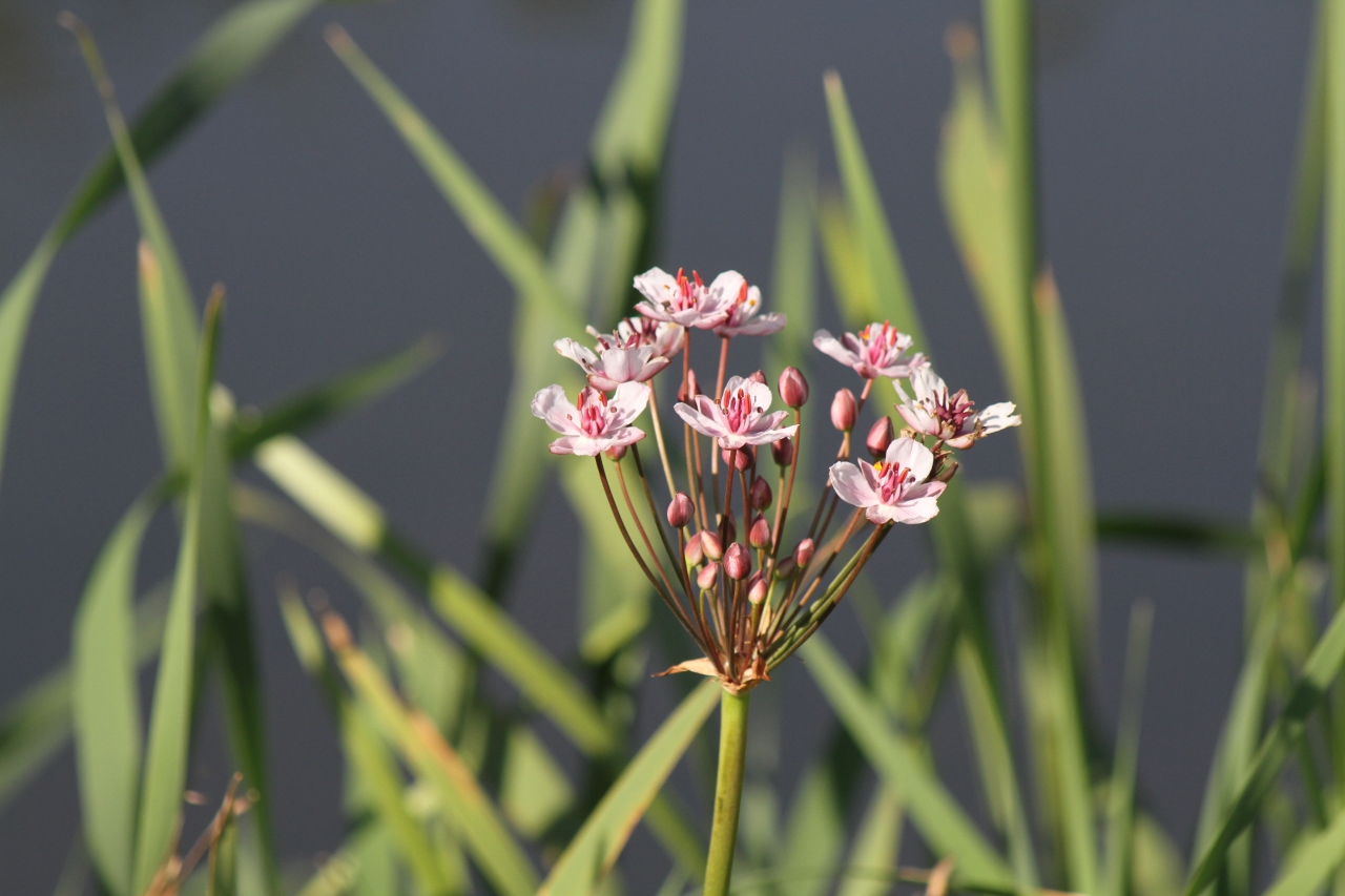 Flowering Rush  Flowering Rush