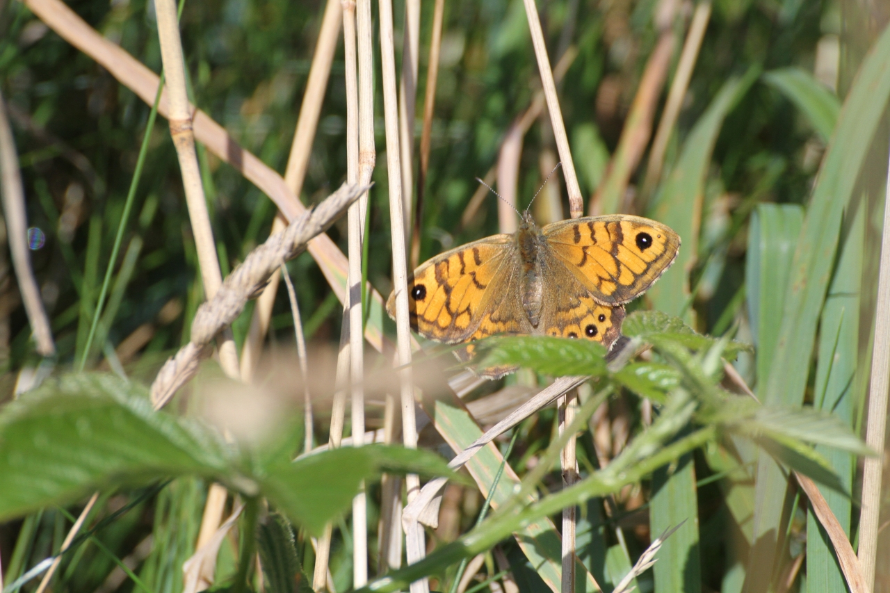 Wall Brown  Wall Brown