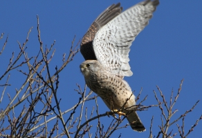 Kestral