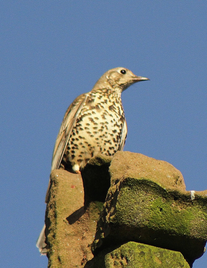 Mistle Thrush  Mistle Thrush