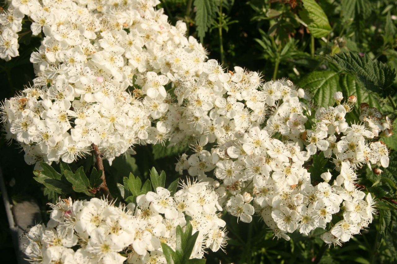 Hawthorn  Hawthorn