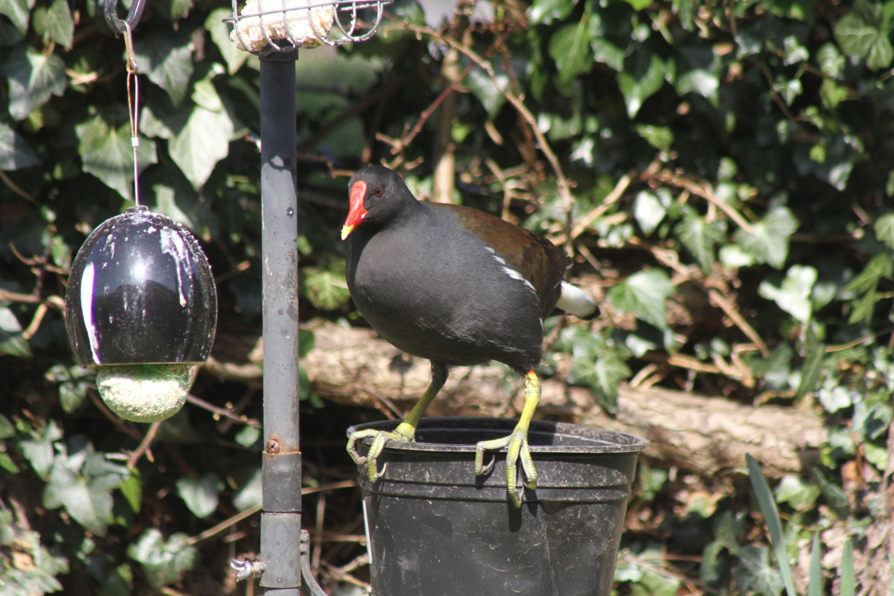 Moorhen on bird feeder  Moorhen on bird feeder