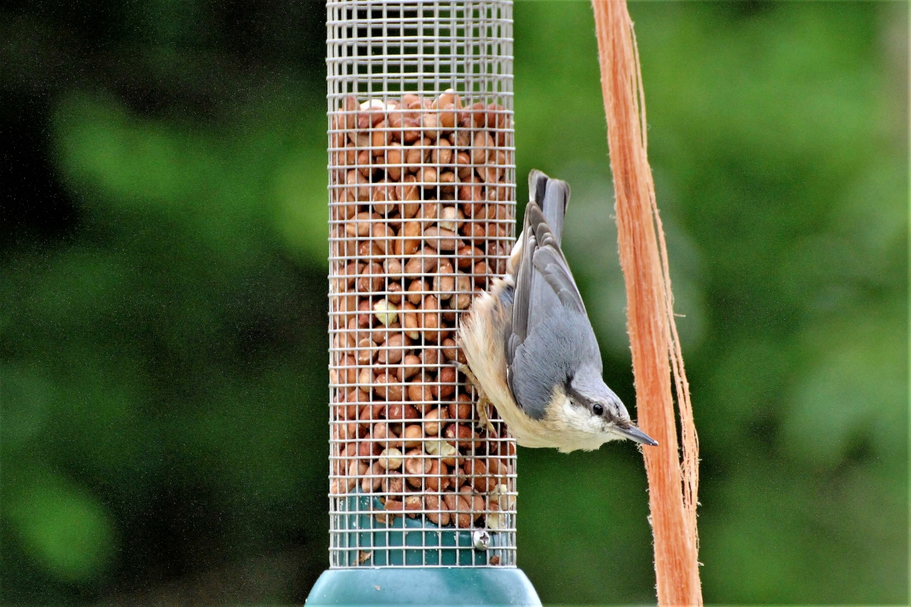Nuthatch  Nuthatch