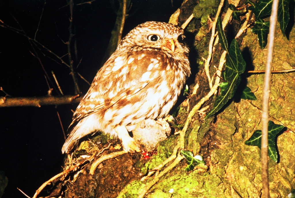Little Owl
