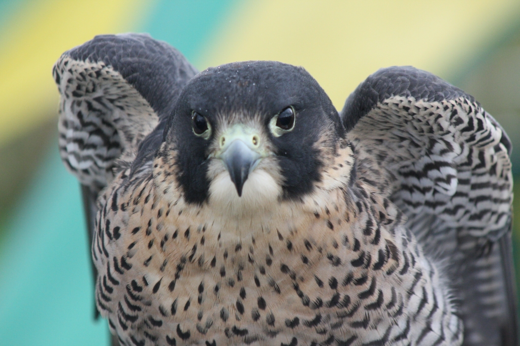 Peregrine Falcon