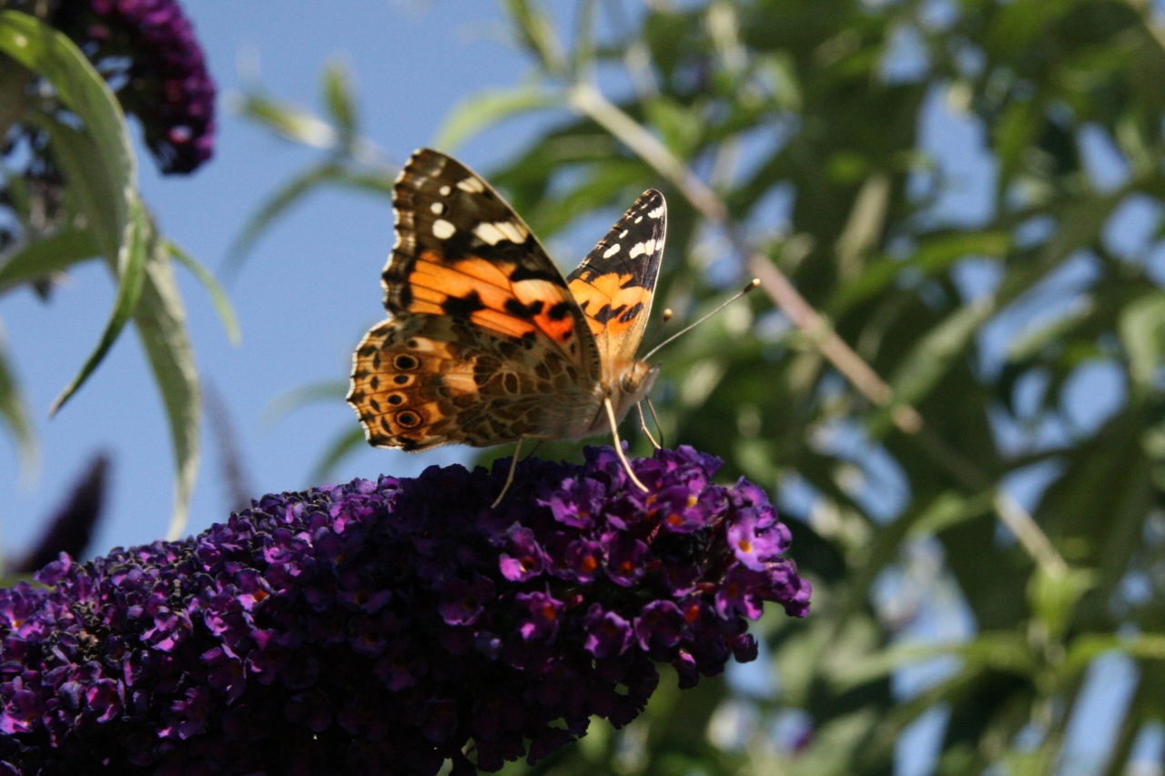 Painted Lady  Painted Lady