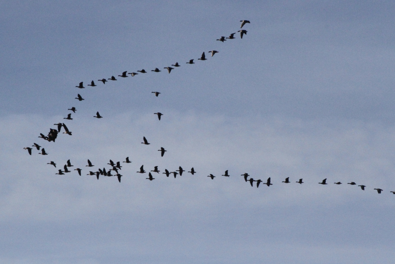 Pink Footed Geese  Pink Footed Geese
