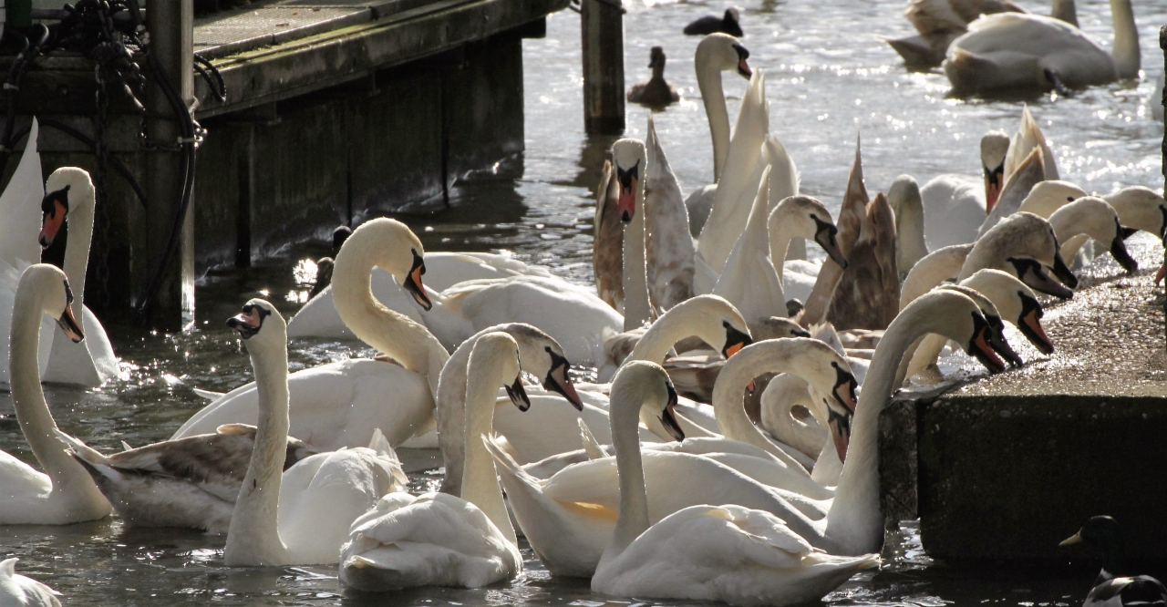 Mute Swans  Mute Swans