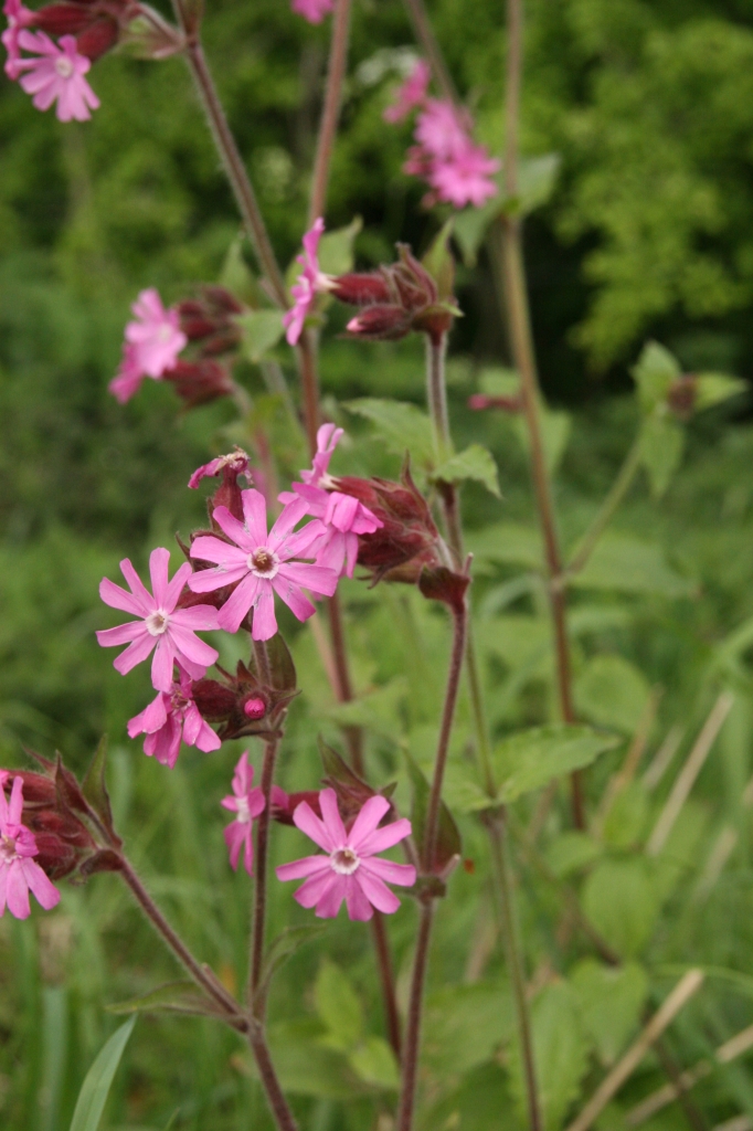 Pink Campion  Pink Campion