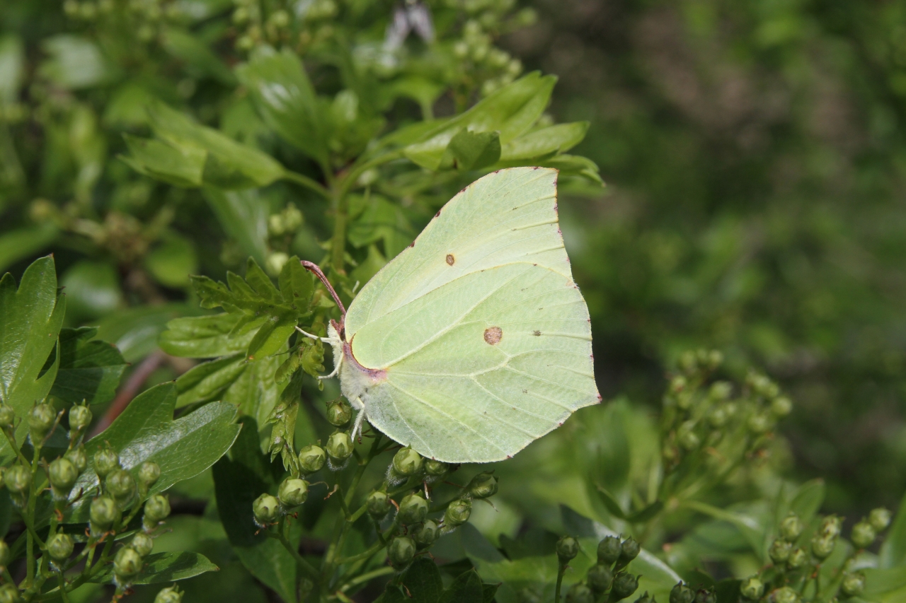 Brimstone Female  Brimstone Female