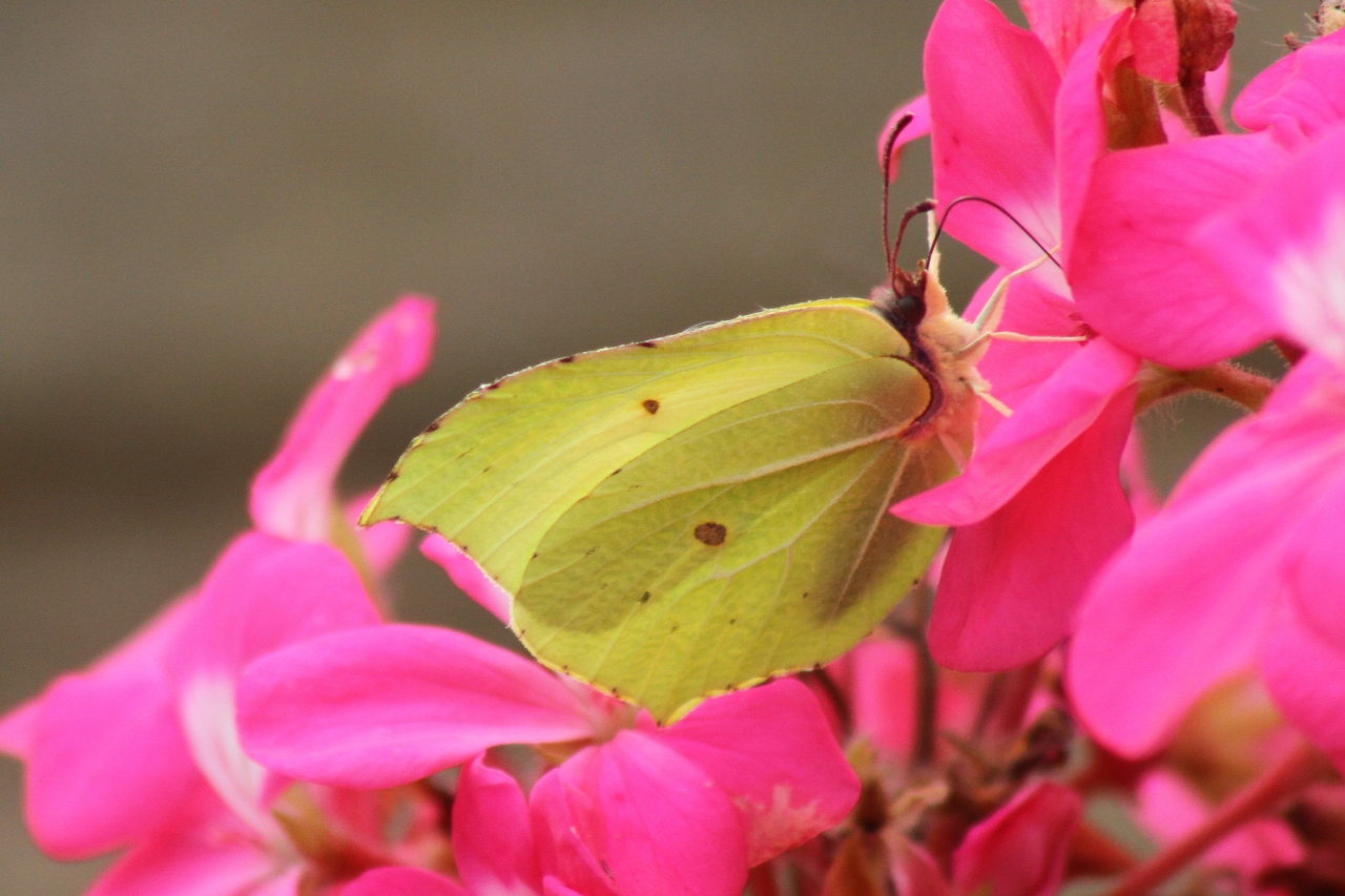 Brimstone Male  Brimstone Male