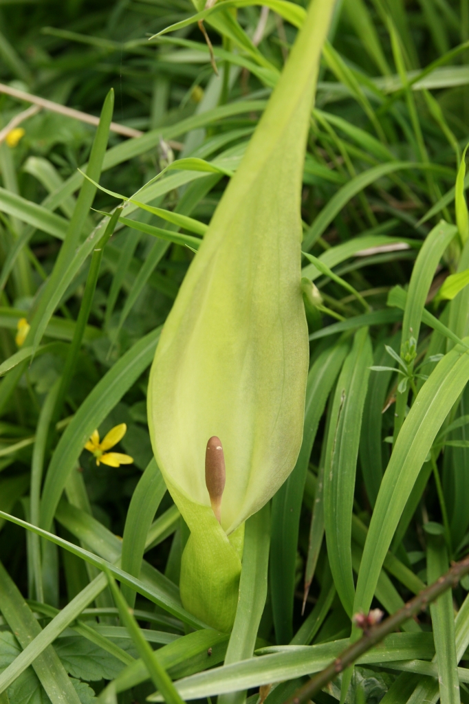 Wild Arum  Wild Arum