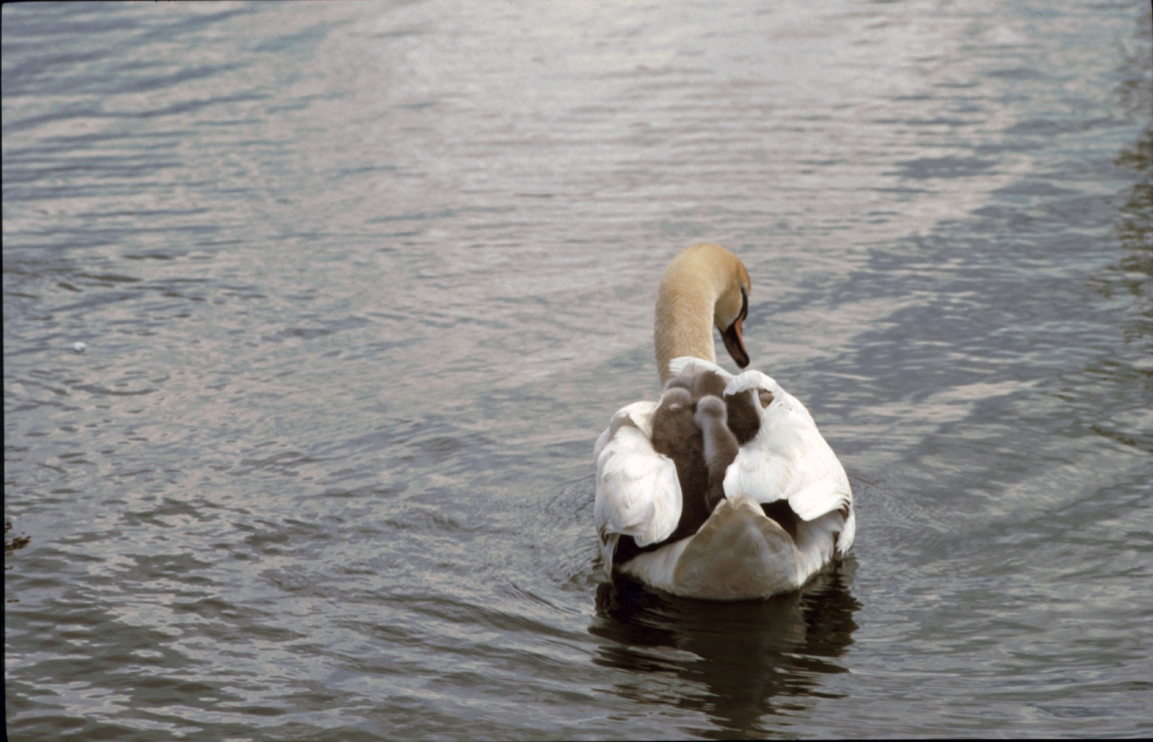 Swan Safety  Swan Safety