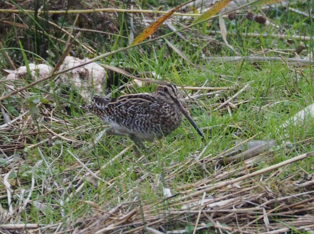 Snipe  Snipe